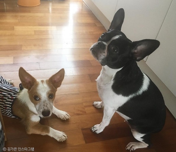 노트펫