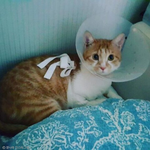 노트펫