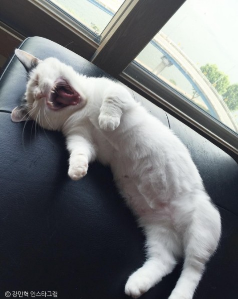 노트펫