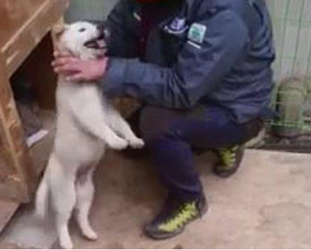 노트펫