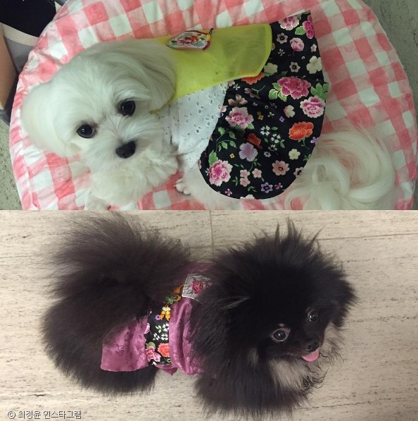 노트펫