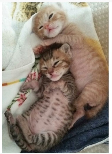 노트펫