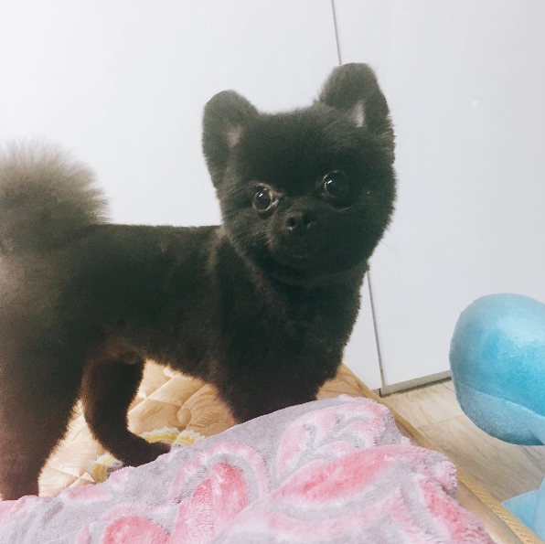 노트펫