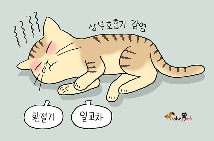 노트펫