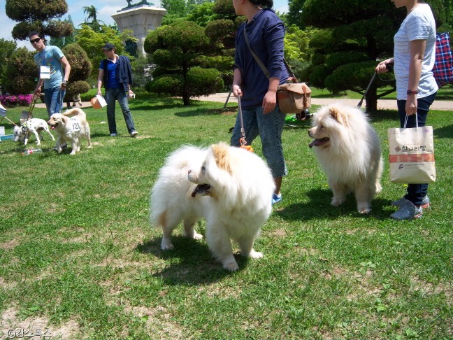 노트펫
