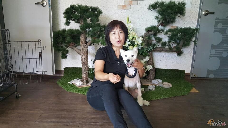노트펫