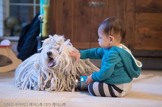 노트펫
