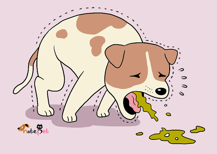 노트펫