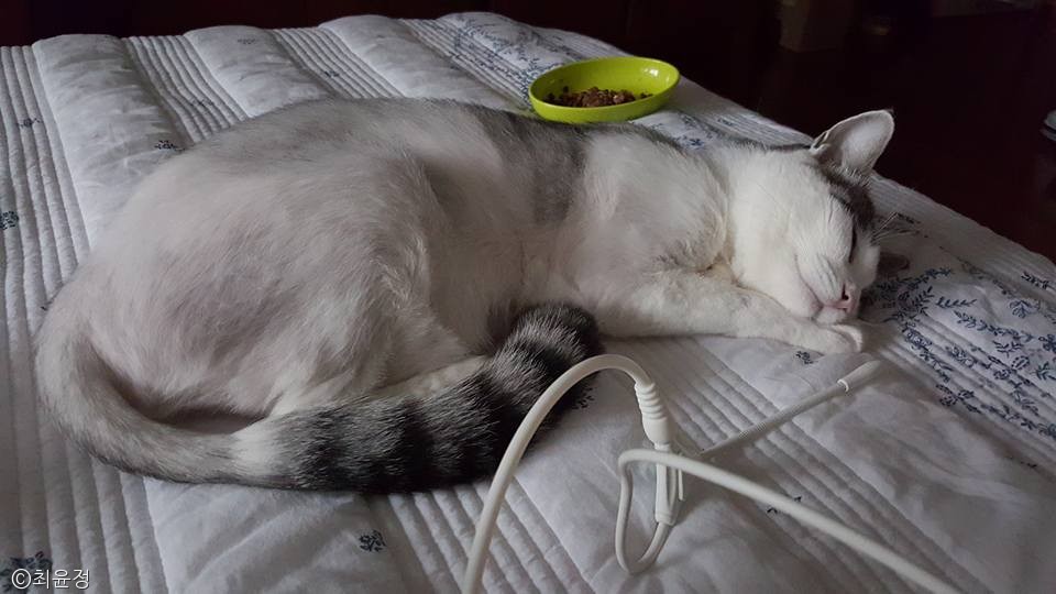 노트펫