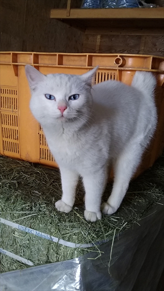 노트펫