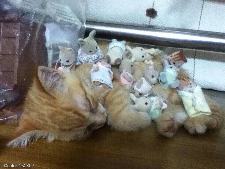 노트펫