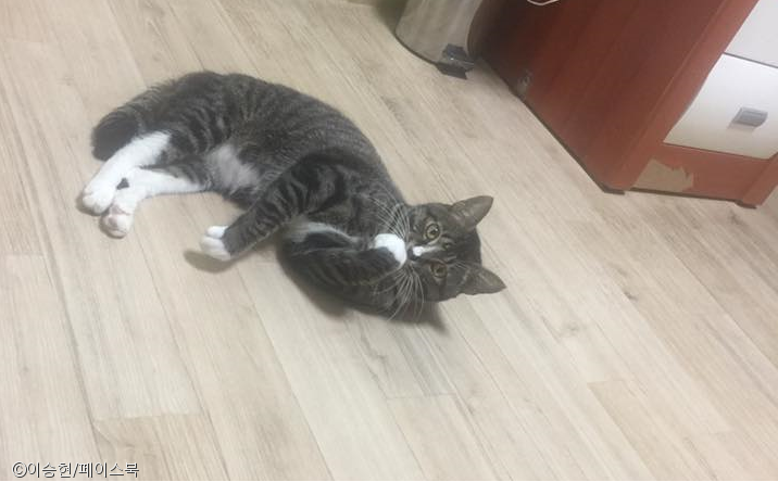노트펫