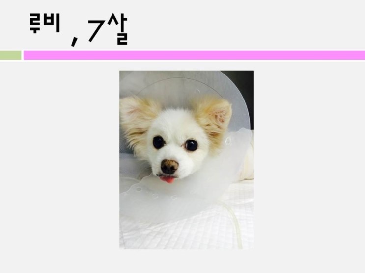 노트펫