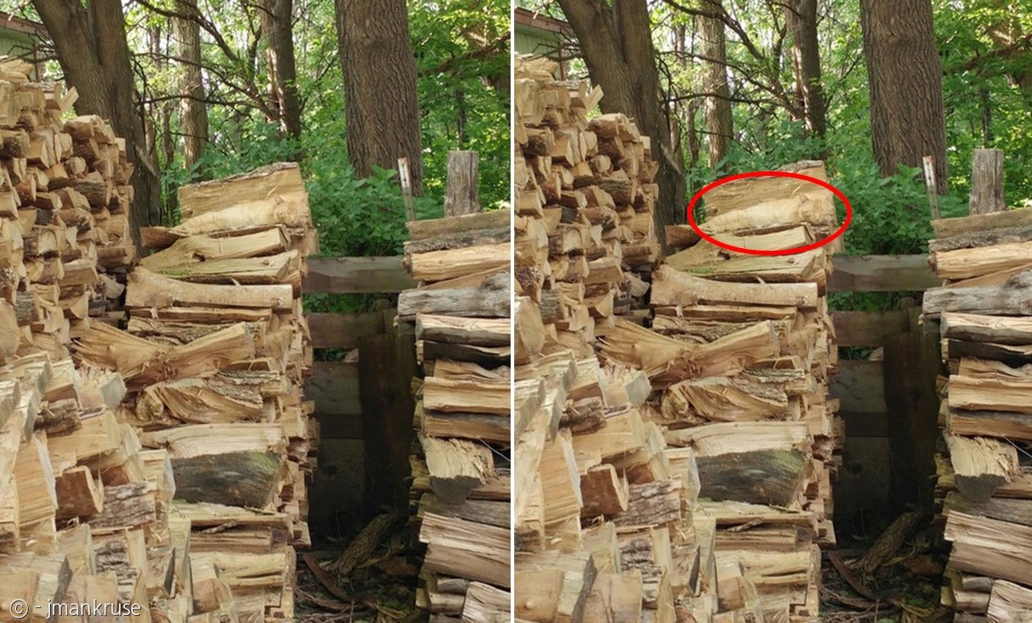 노트펫