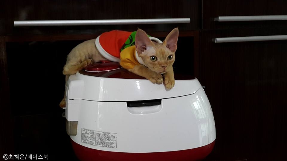 노트펫
