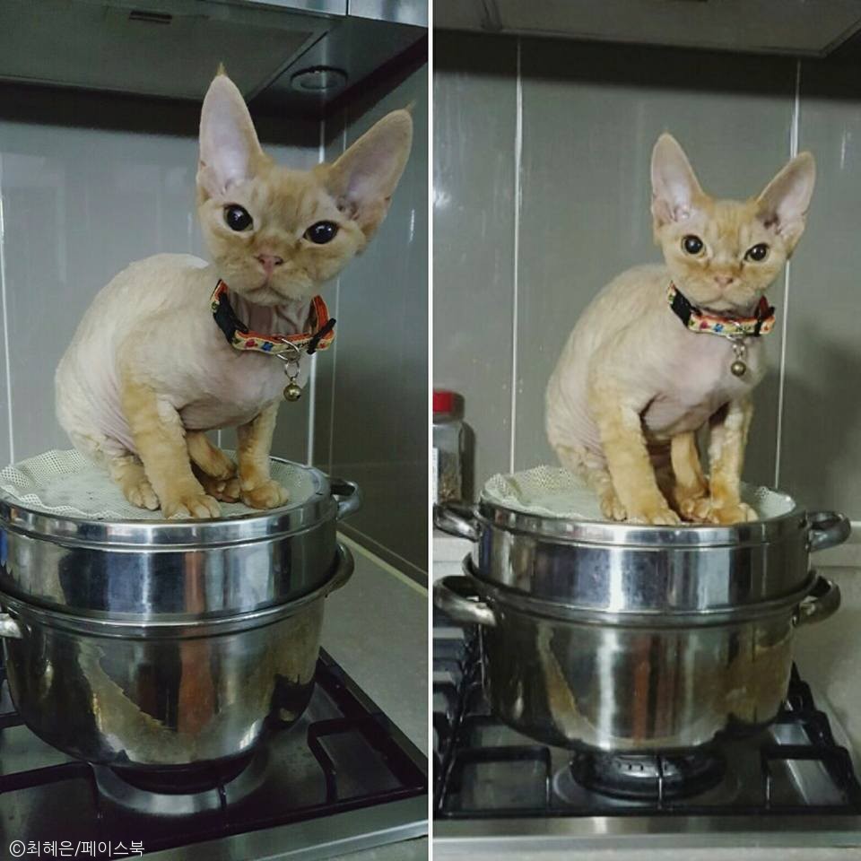 노트펫