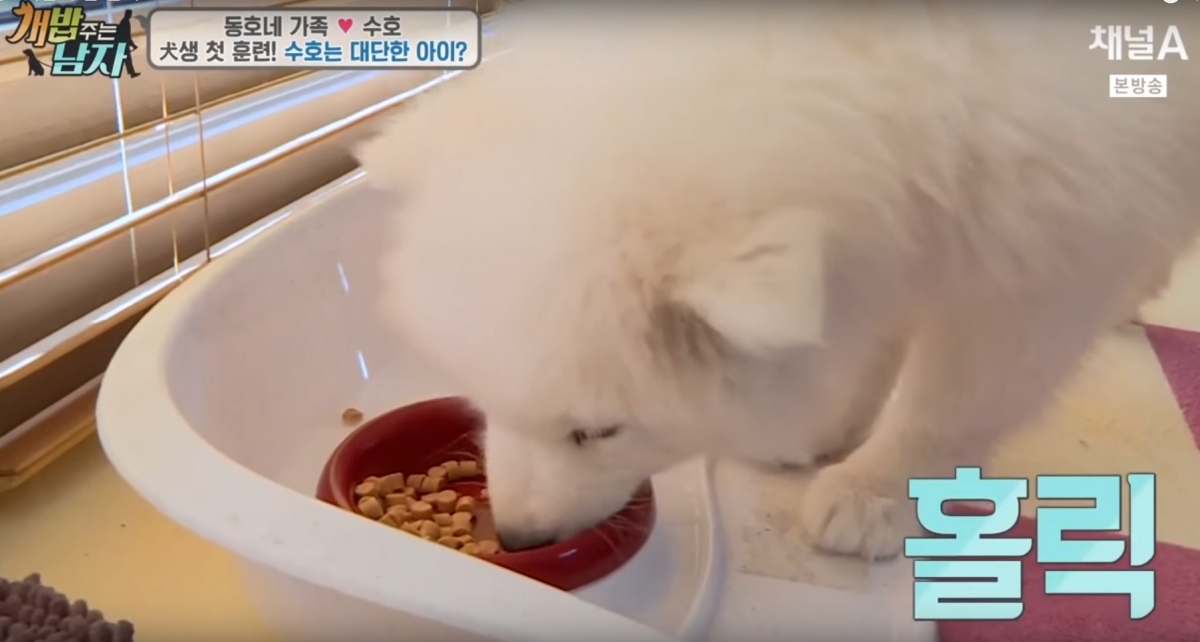 노트펫