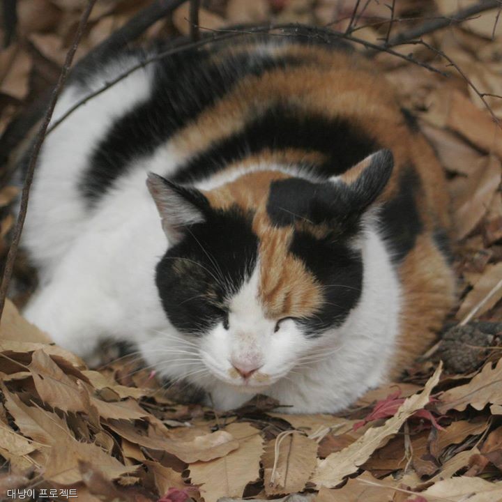 노트펫