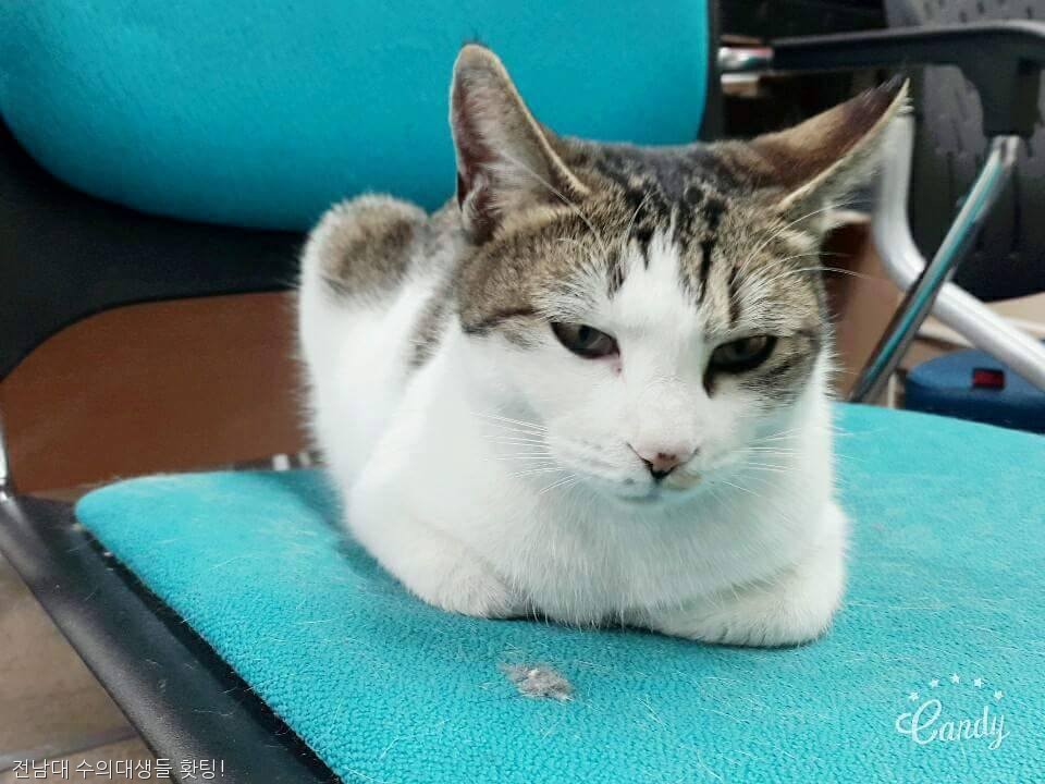 노트펫