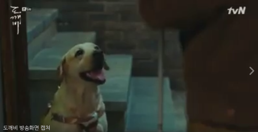 노트펫