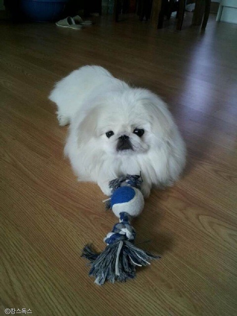 노트펫