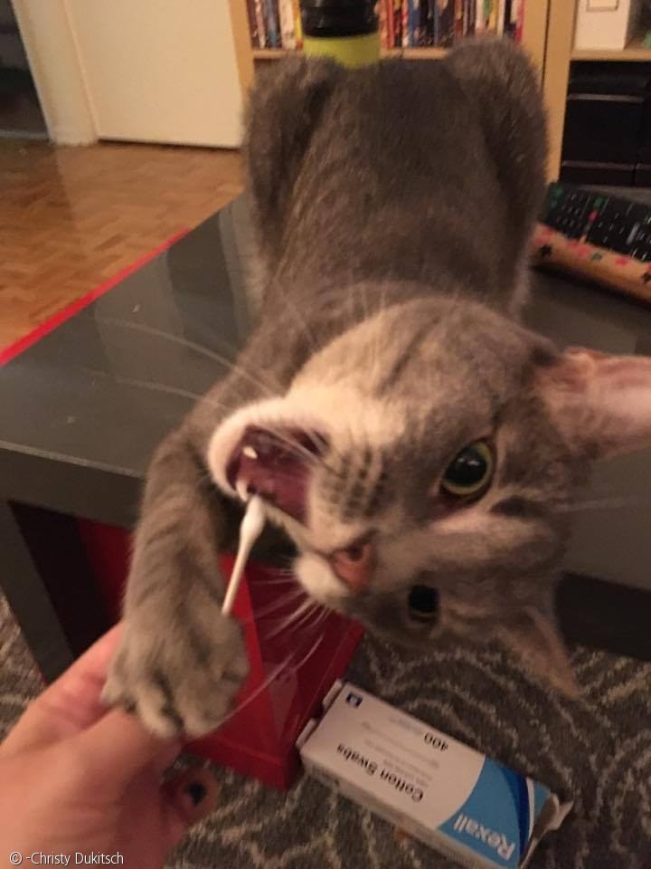 노트펫