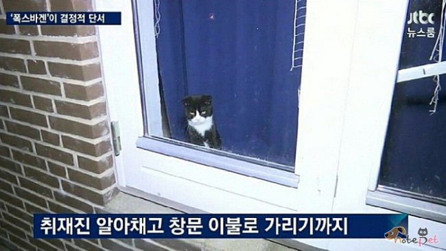 노트펫