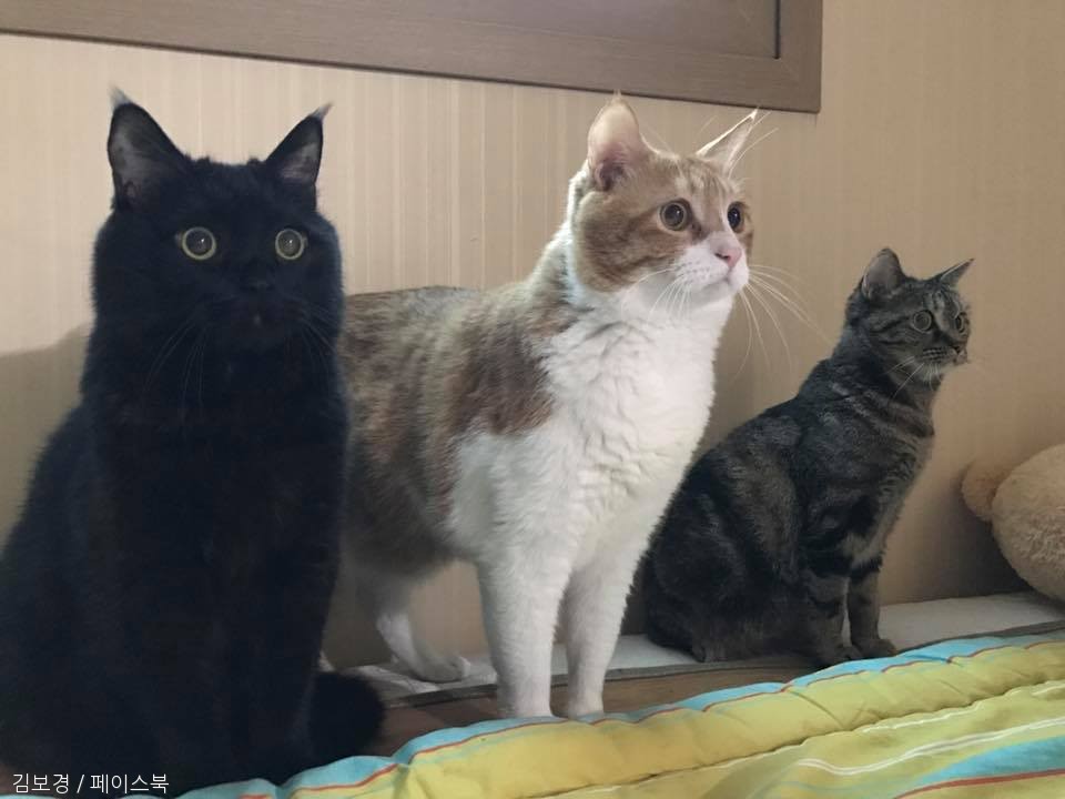 노트펫