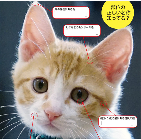 노트펫