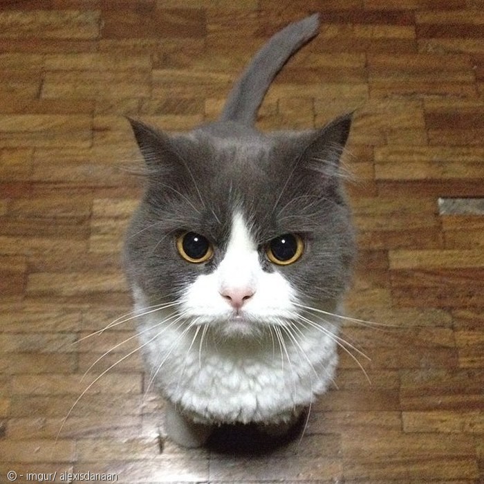 노트펫