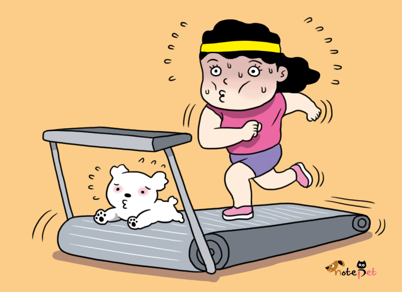 노트펫