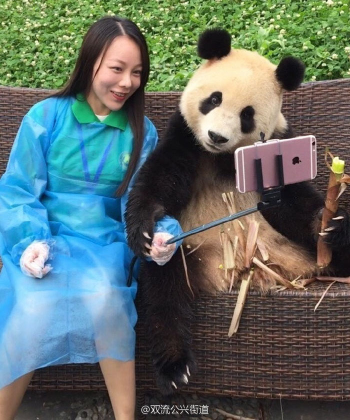 노트펫