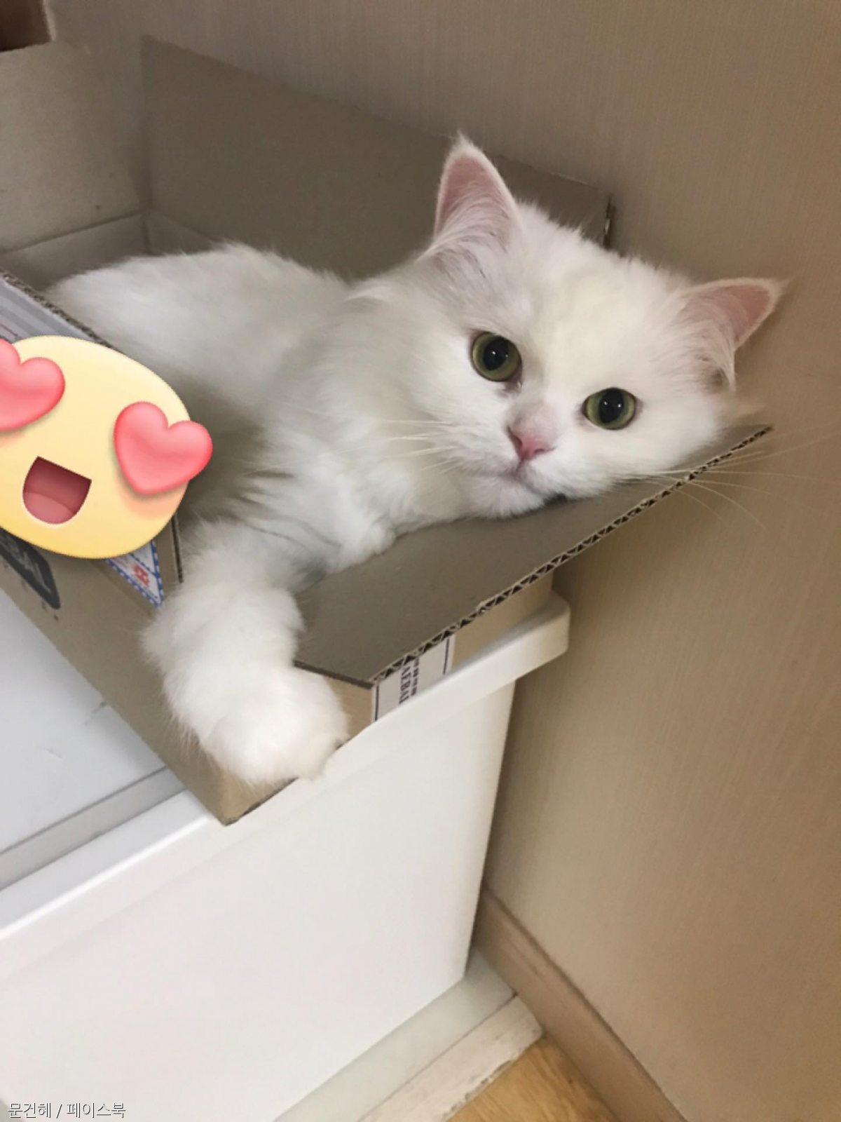 노트펫