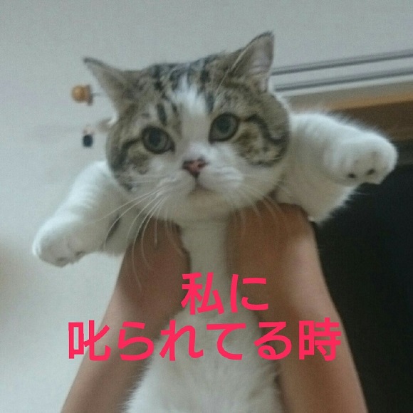 노트펫