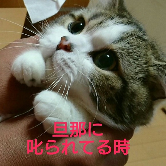 노트펫