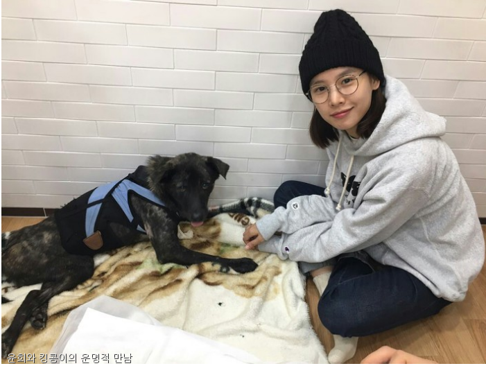 노트펫