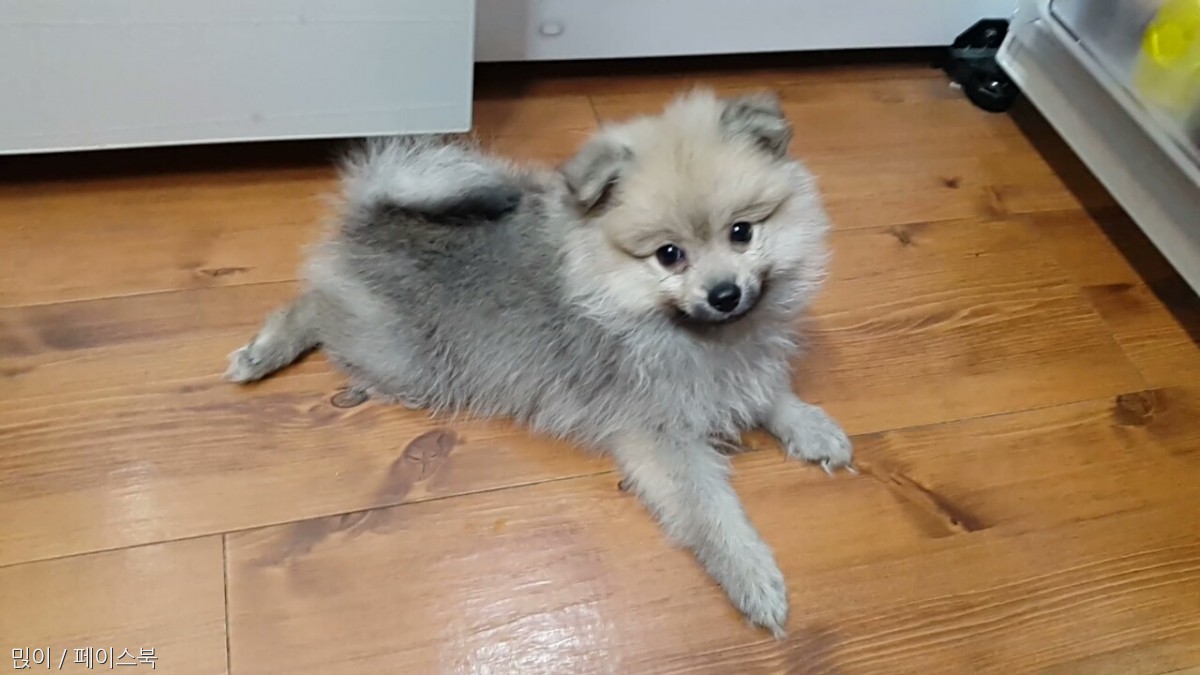 노트펫