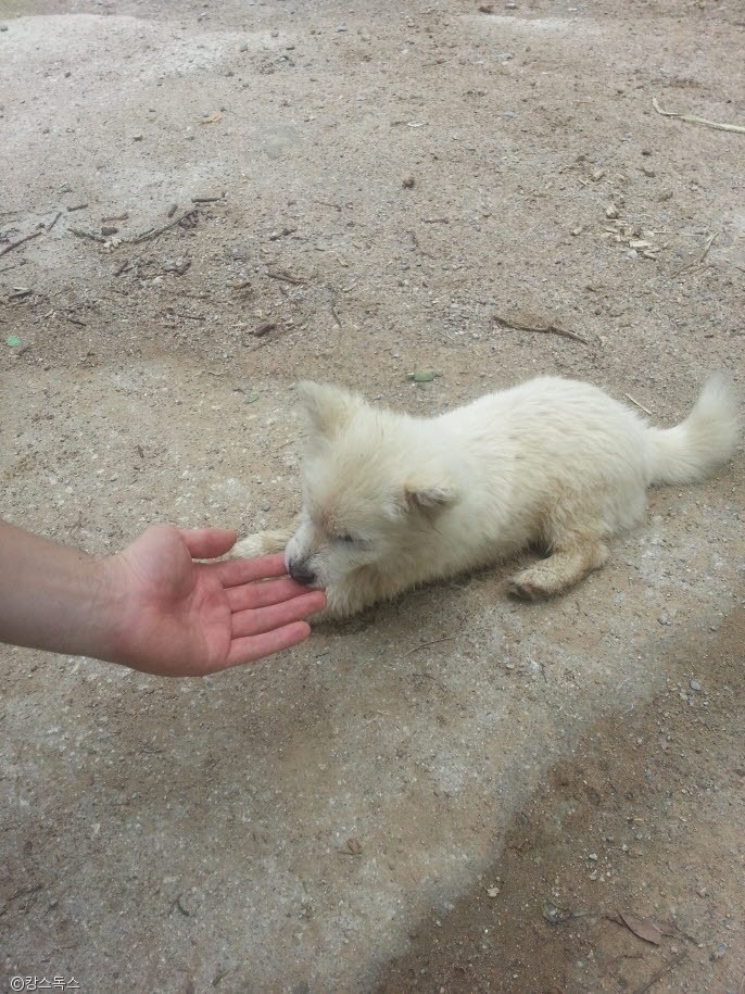 노트펫