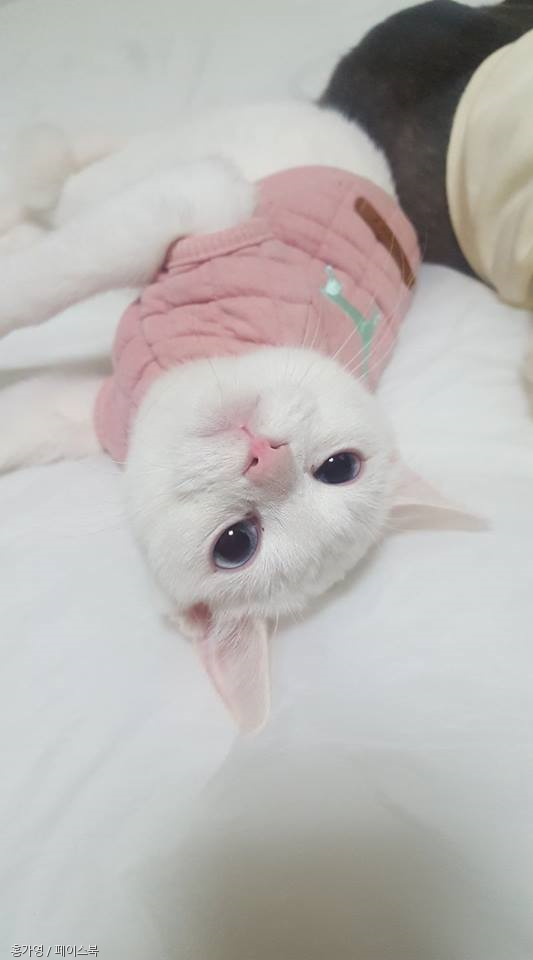 노트펫