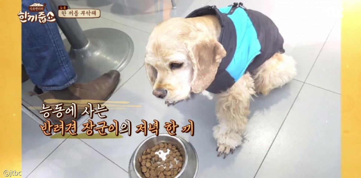 노트펫