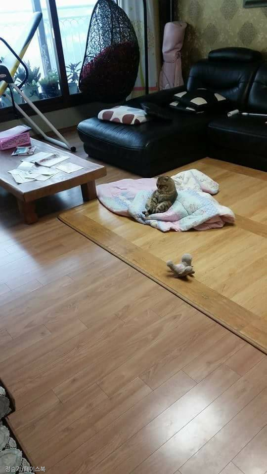 노트펫