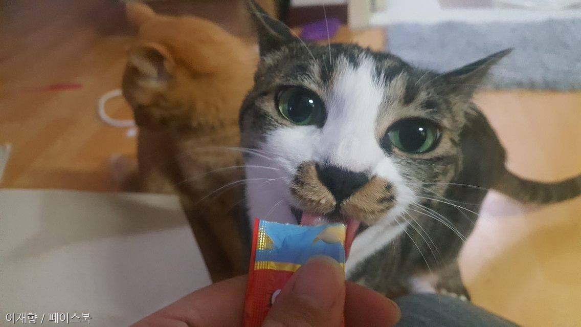 노트펫