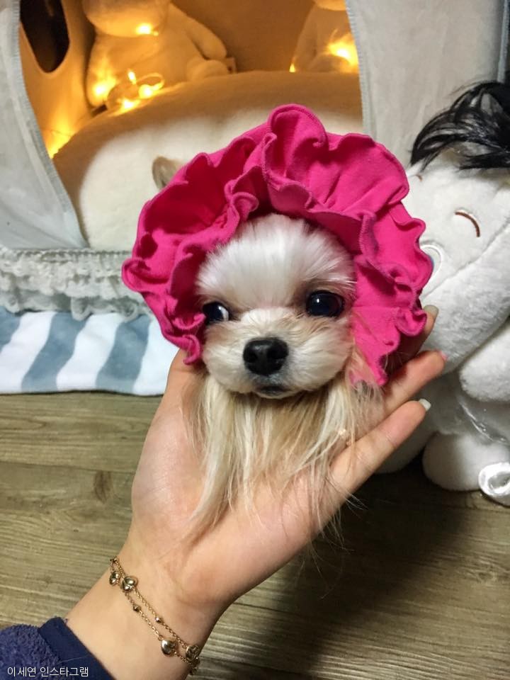 노트펫