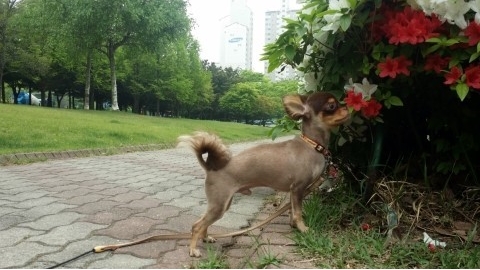 노트펫