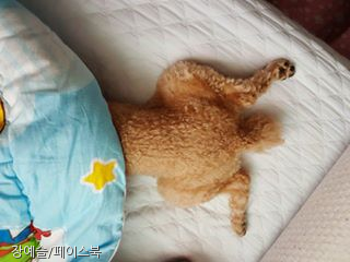 노트펫