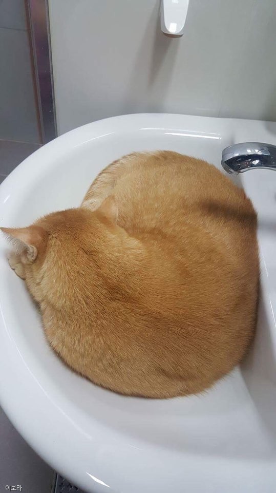 노트펫