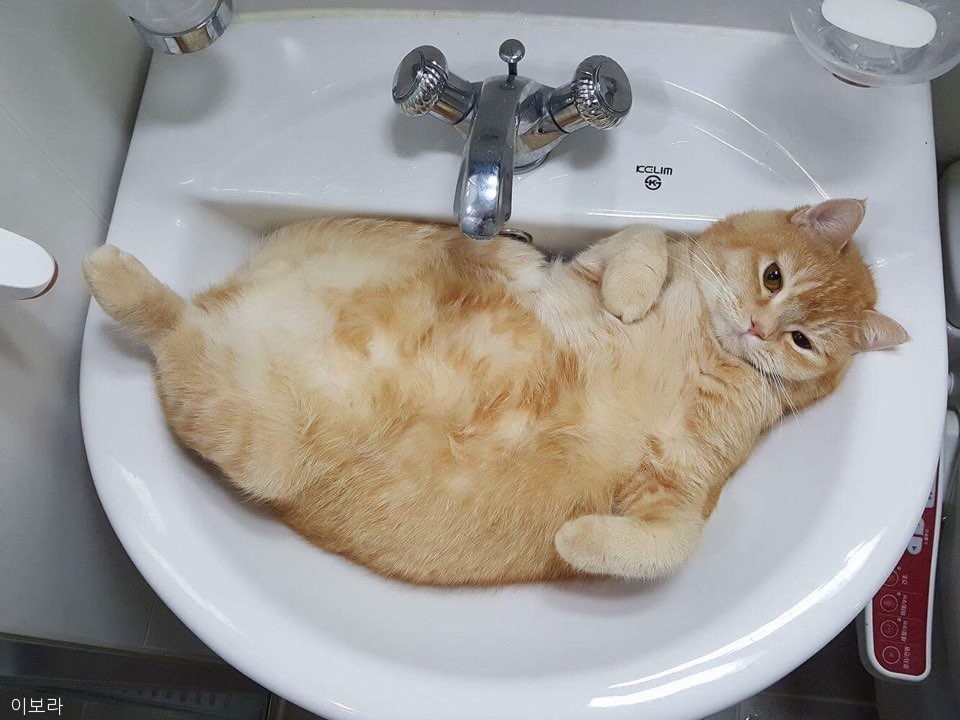 노트펫