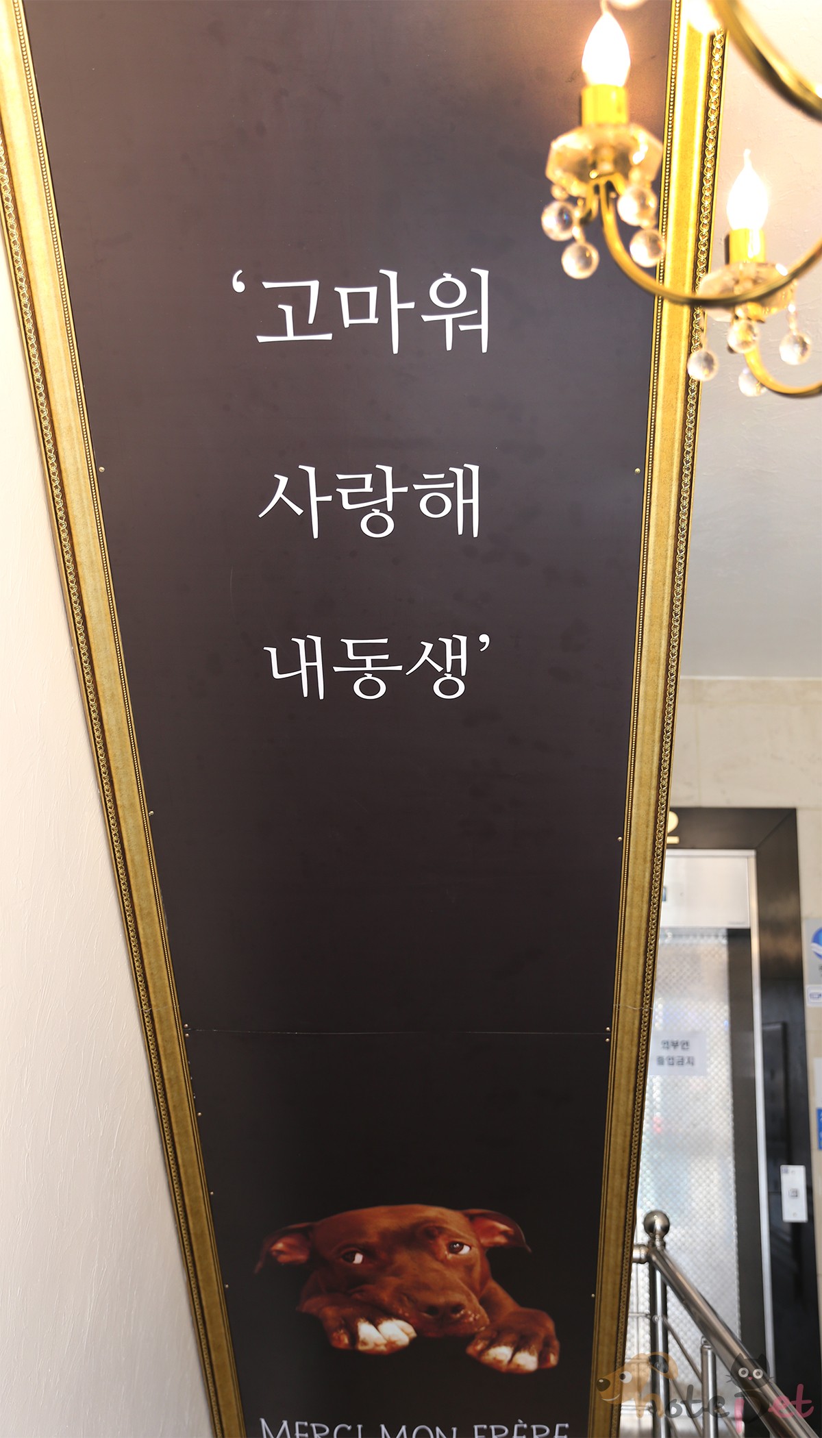 노트펫