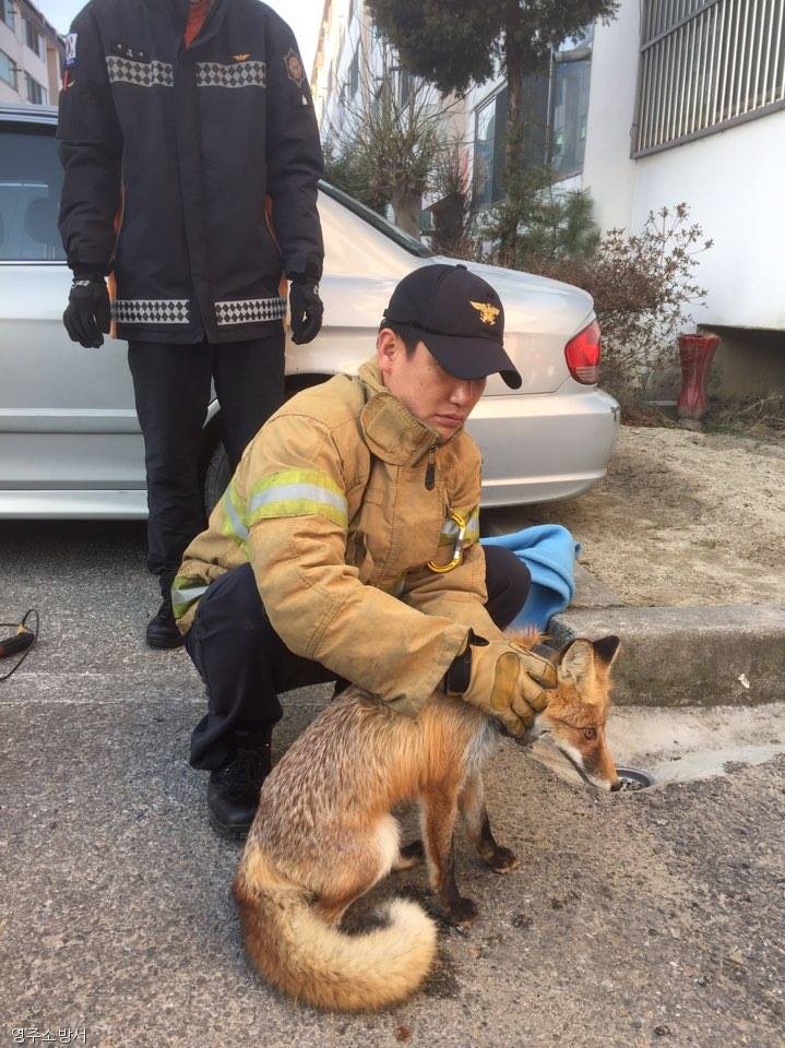 노트펫