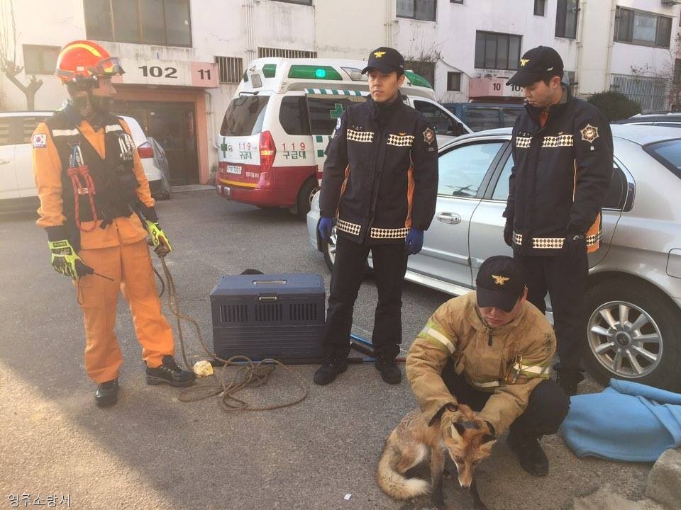 노트펫